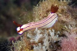 Found under the wreck of the Yongala. GBR by Andy Lerner 